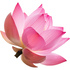 Pink lotus